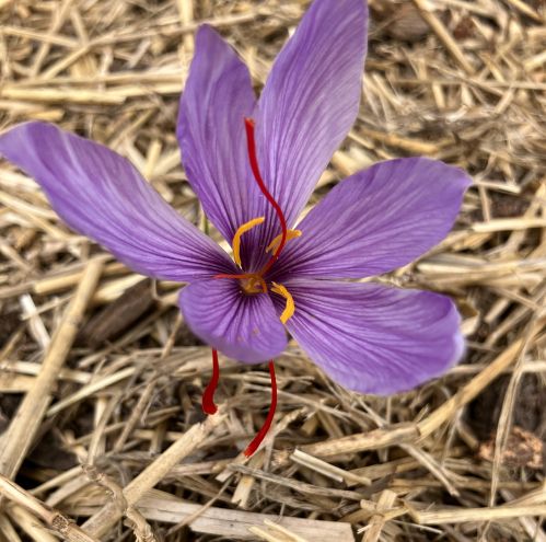 saffronn k 1 copy .JPG